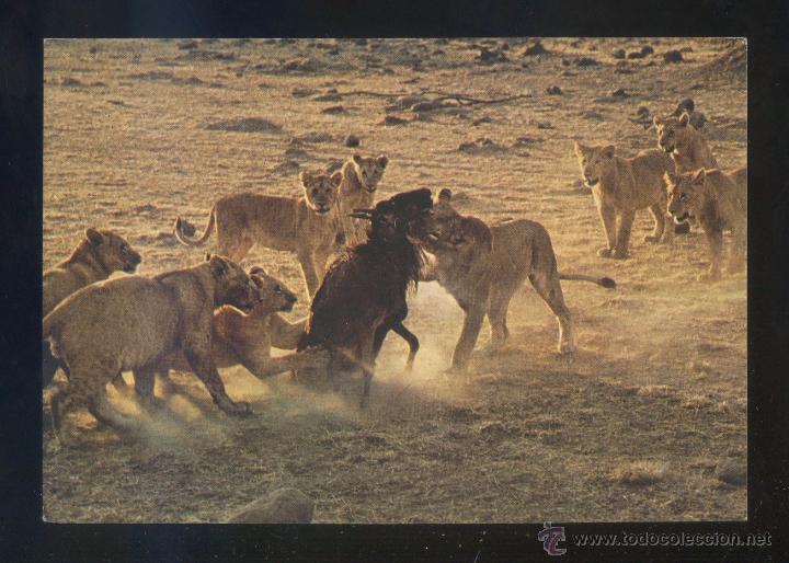 Postkarten: Kenia. *African Wild Life. Lions white a kill* Ed. Sapra Studio n&ordm; 11. Escrita.