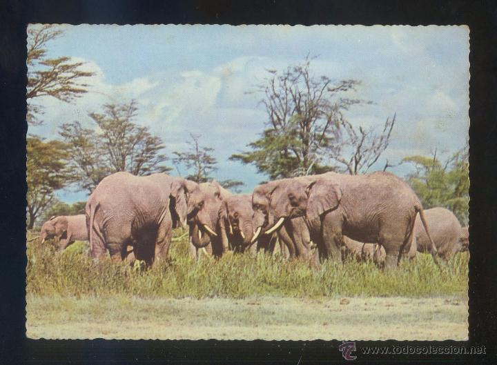 Postkarten: Kenia. *East African wild life Elephants* Ed. Uganda Markitex n&ordm; 806. Circulada.