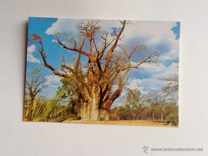 Postales: POSTAL SIN CIRCULAR. ZIMBAWE. ENVIO INCLUIDO EN EL PRECIO.