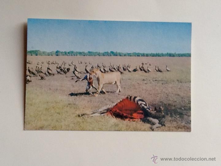 Postales: POSTAL SIN CIRCULAR. ZIMBAWE. ENVIO INCLUIDO EN EL PRECIO.