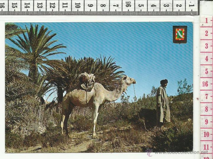 Cartes Postales: 11.313 TARJETA POSTAL AAIUN, SAHARA ESPA&Ntilde;OL, MESELED, OASIS, CAMELLO