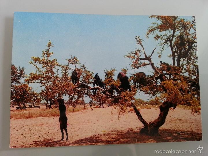 Cartes Postales: ANTIGUA POSTAL DE AGADIR MARRUECOS - CABRAS BAJO ARGAN - SIN CIRCULAR A&Ntilde;OS 70 ED. JEFF