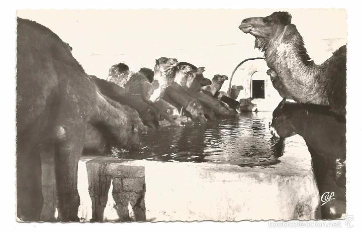 Postales: KAIROUAN .- CHAMEAUX &Agrave; L'ABREUVOIR .- EDITION CAP N&ordm; 76 LL