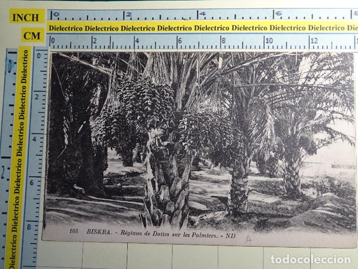 Postales: ANTIGUA POSTAL DE ARGELIA. BISKRA, D&Aacute;TILES EN PALMERAS. 538 - Foto 1