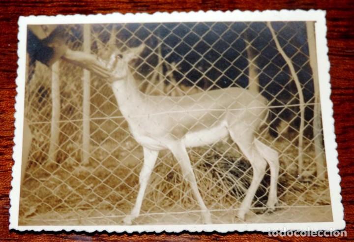 Postcards: Fotografia de Tetuan, la gacela del parque de reina, Agosto en 1955, mide 9 x 6 cms. Escrita por el