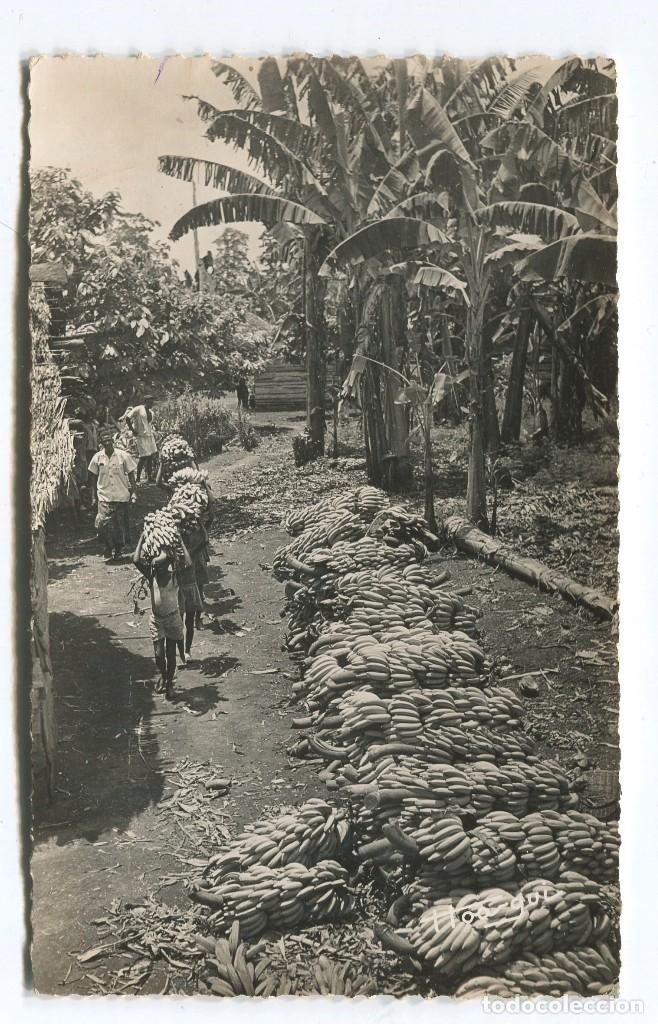 Cartoline: Camerun 1950. La recogida de las bananas. La recolte de bananes. 36 R. Guerbi&ntilde;on