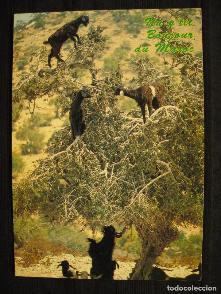 Cartoline: POSTAL D&acute;ESSAOUIRA A AGADIR - MARRUECOS.