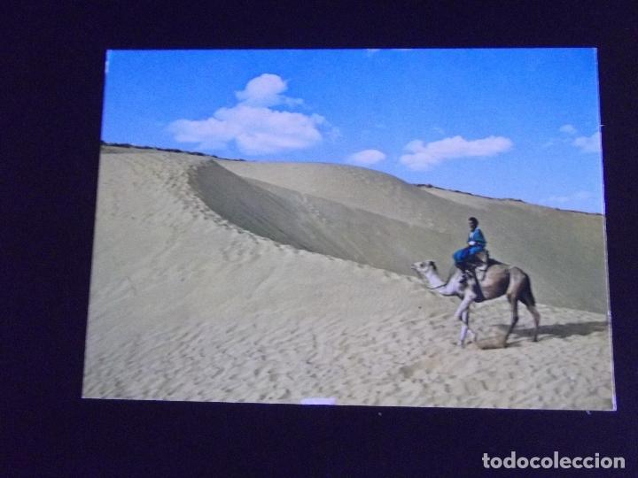 Postales: AFRICA-V45-MARRUECOS-NO ESCRITA-TYPICAL MAROCCO-A CAMELLO POR EL DESIERTO-473
