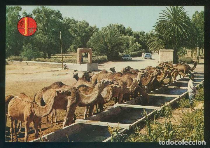 Postais: Marruecos. *Couleurs du Maroc. Chameaux...* Ed. El Bahia n&ordm; 60. Nueva.