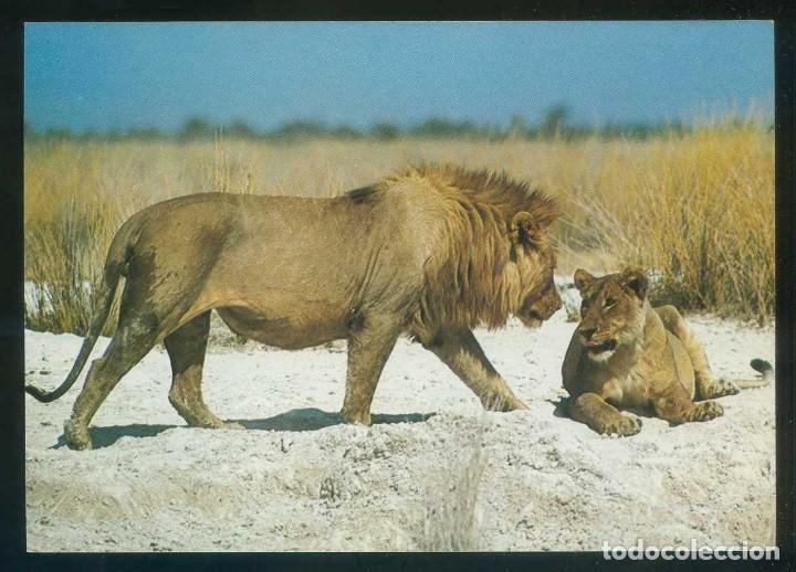 Postais: Sud&aacute;frica. *From one lion to another* Ed. Satour. Nueva.