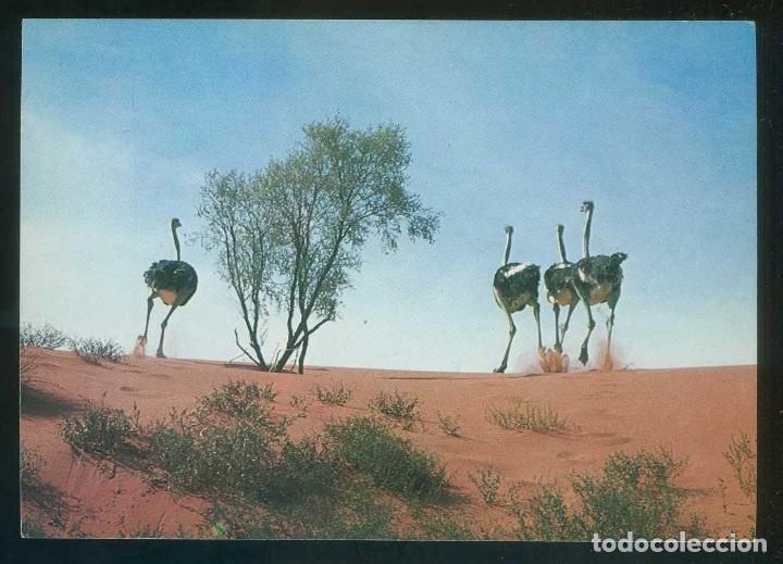 Postais: Sud&aacute;frica. *Kalahari ostriches* Ed. Satour. Nueva.