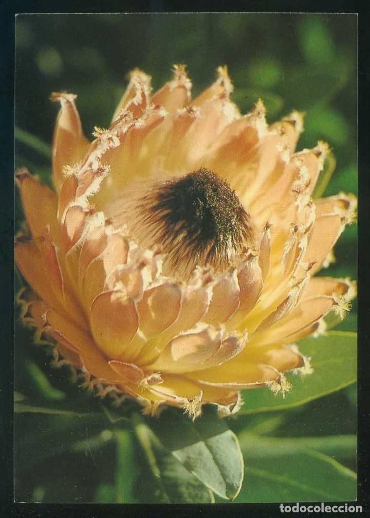 Postais: Sud&aacute;frica. *Protea Barbigera* Ed. Satour. Nueva.