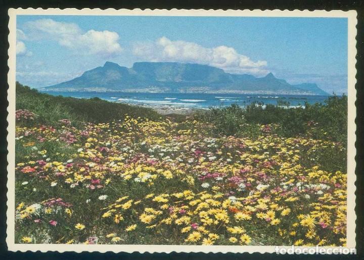 Postais: Sud&aacute;frica. Cape Town. *Spring floral...* Ed. Protea Colour Prints n&ordm; 1095. Nueva.