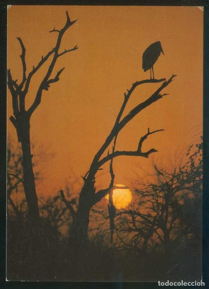 Postais: Sud&aacute;frica. *Scanvenger at Sunrise. A Marabou Stork...* Ed. Art Publishers n&ordm; 755. Nueva.