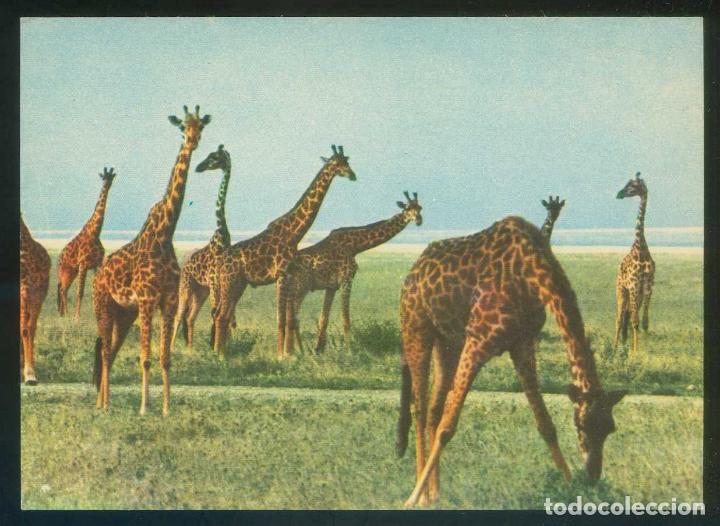 Cartes Postales: Tanzania. Serengueti. *Jirafas* Ed. Misioneros Espiritanos. Nueva.