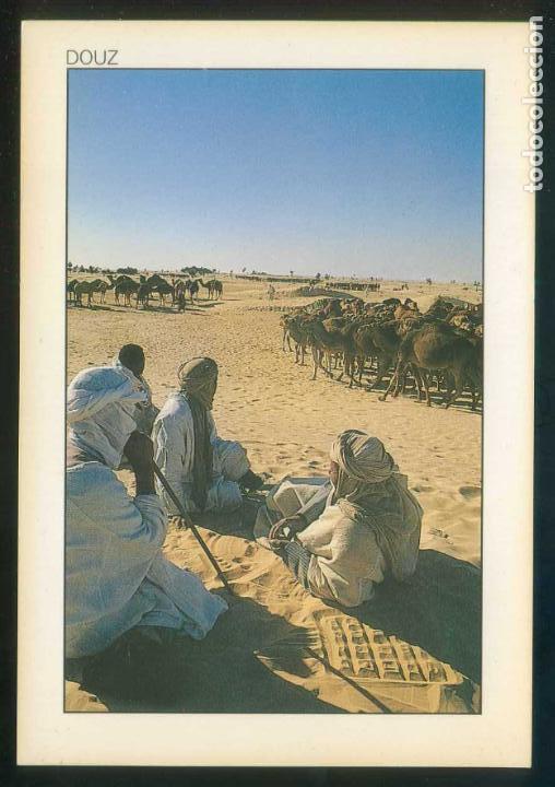 Postais: T&uacute;nez. Douz. *Le repos de la carvane* Ed. Tunisie Lumiere n&ordm; 241. Nueva.