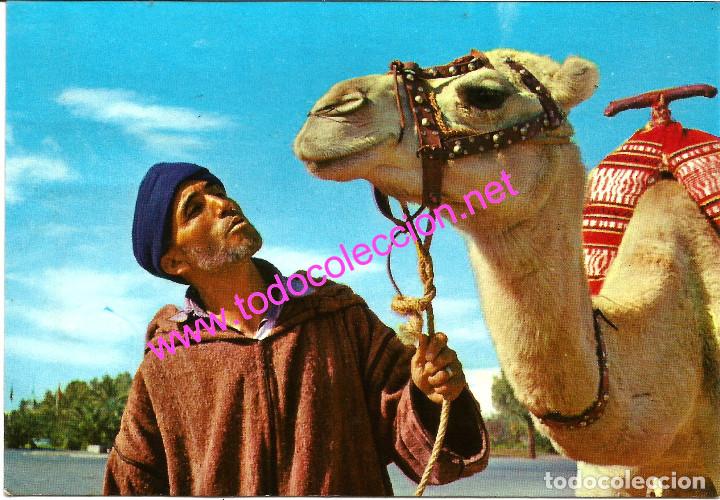 Postales: MARRUECOS TIPICO - POSTAL DE 1977 - L'HOMME ET LE CHAMEAU