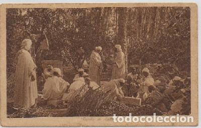 Postais: POSTAL DE MARRUECOS. RECOLTE DE DATTES   P-AFyMA-682,2