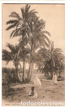 Postais: Argelia ** & Ultramar, Escenas y Tipos, Tumbas en Palmeras (6034)