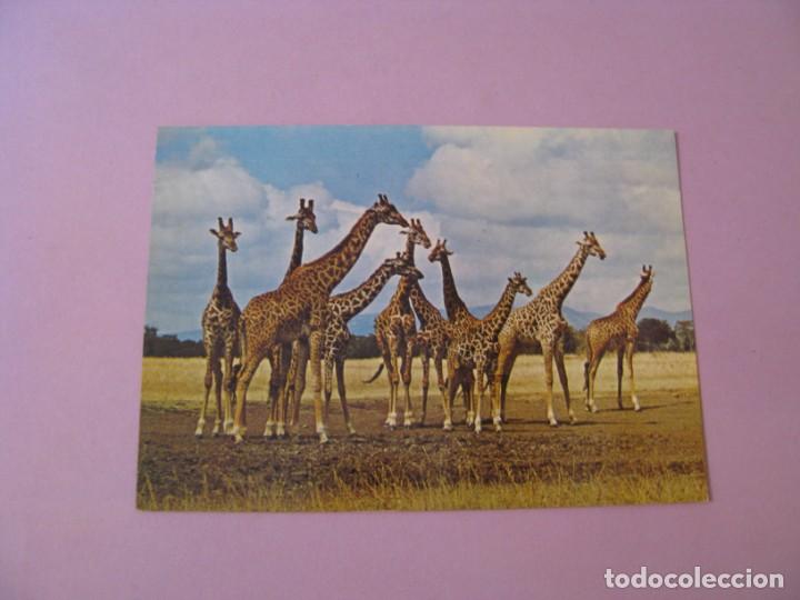 Postais: POSTAL DE SUDAFRICA. GIRAFAS.