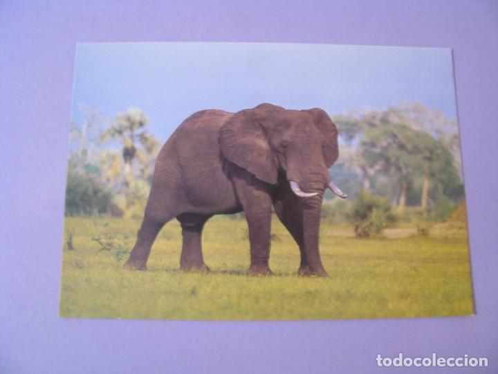 Postais: POSTAL DE SUD&Aacute;FRICA. ELEFANTE AFRICANO.