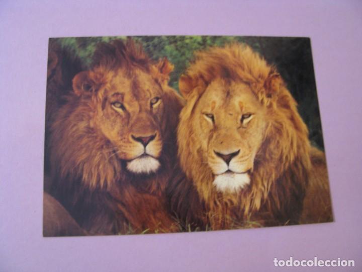 Postais: POSTAL DE SUD&Aacute;FRICA. LOS LEONES.