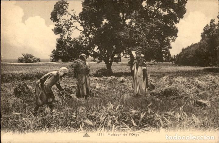 Postcards: Original &ndash; 1371 &ndash; Moisson de l&acute;Orge &ndash; Magred &ndash; 14 x 9 cms - CPA