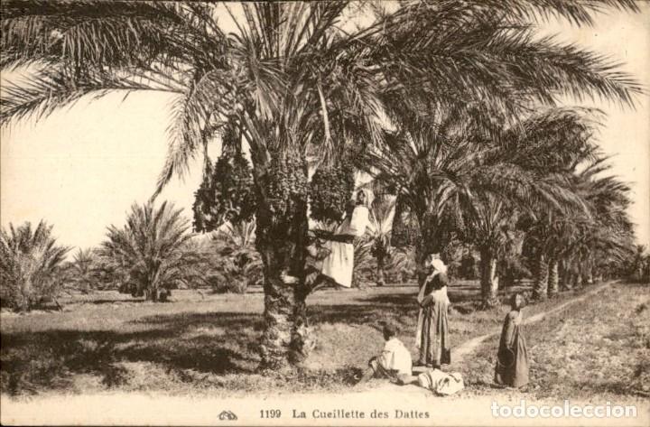 Postkarten: Original &ndash; 1199 &ndash; La Cueillette des dattes &ndash; Magred &ndash; 14 x 9 cms - CPA