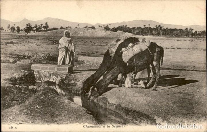 Postkarten: Original &ndash; Chameaux a la Seguid &ndash; Magred &ndash; 14 x 9 cms - CPA