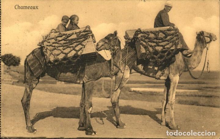 Postkarten: Original - Scenes et types Chameaux - Camellos &ndash; Magred &ndash; 14 x 9 cms &ndash; CPA &ndash; Egypte
