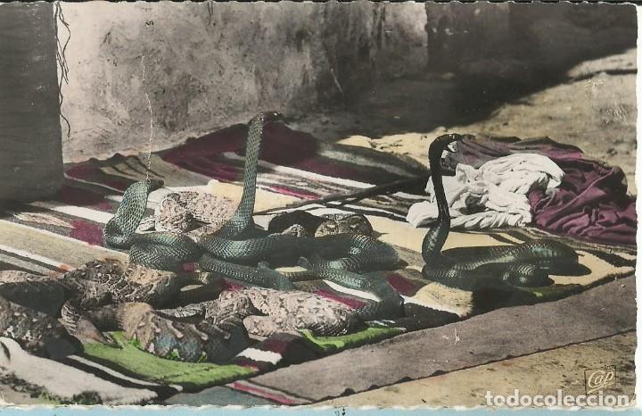 Cartes Postales: MAROC MARRUECOS. Serpents