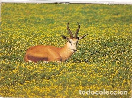 Postcards: Sudafrica & Circulado, Ciervo, Ciudad del Cabo a New Alresford Inglaterra 1988 (5754)