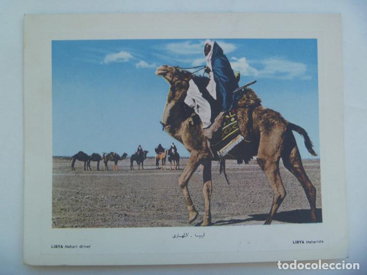 Cartes Postales: POSTAL DE LIBIA : BEDUINO MONTADO EN CAMELLO , MEHARI . 1966 . 14  X 18 CM