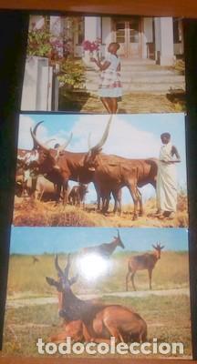 Cartes Postales: LOTE DE 3 POSTALES DE MOZAMBIQUE: ANT&Iacute;LOPES, VACAS RUANDESAS Y BUGANVILLAS