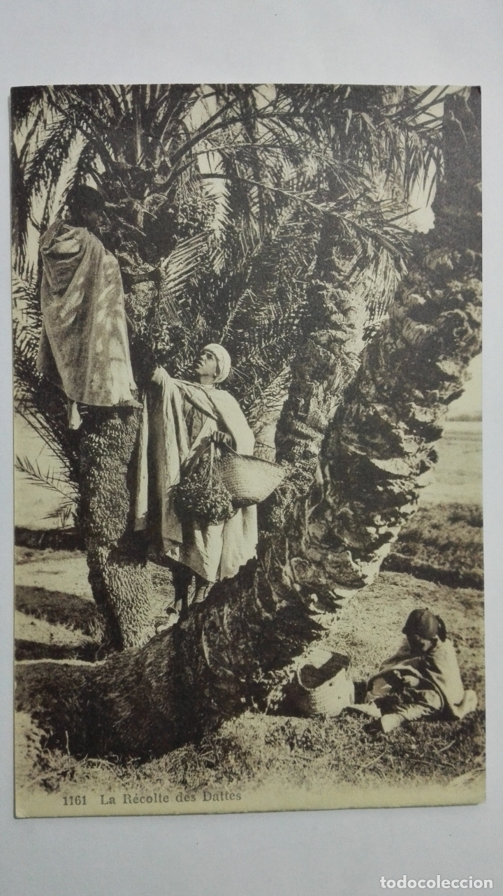 Postais: ANTIGUA POSTAL, LA RECOLTE DES DATTES, N&ordm; 1161