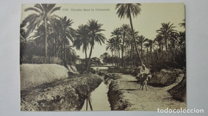 Postais: ANTIGUA POSTAL, CHEMIN DANS LA PALMERAIE, N&ordm; 1279