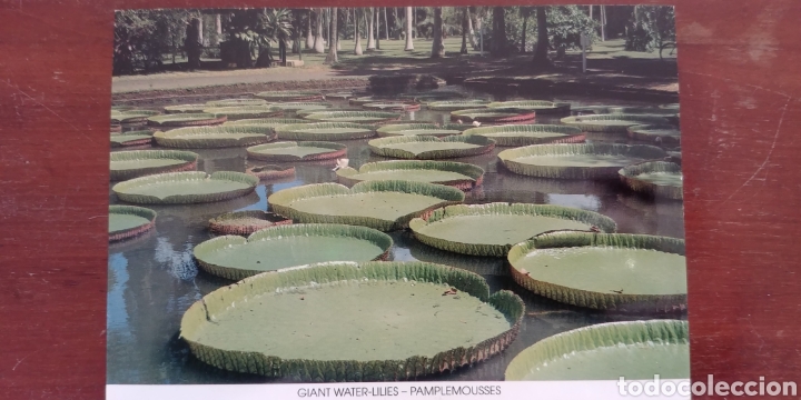 Cartes Postales: Postal Jardin bot&aacute;nico de nenufares Mauricio sin circular
