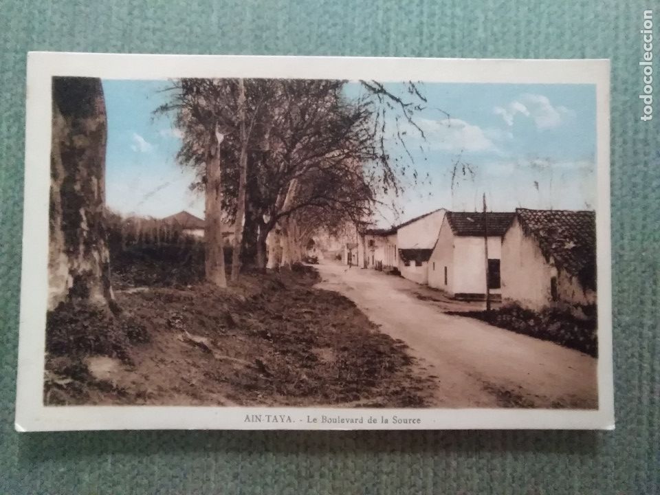 Cartoline: POSTAL AIN TAYA (ARGELIA)- LE BOULEVARD DE LA SOURCE