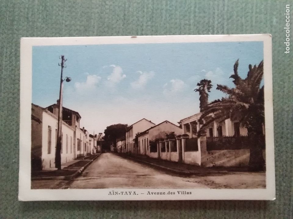Cartoline: POSTAL AIN TAYA - AVENUE DES VILLAS