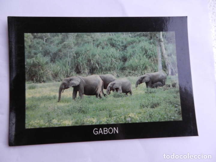 Postkarten: POSTAL REPUBLIQUE DU GABON - PLUS DE 80.000 &Eacute;L&Eacute;PHANTS DANS LA FOR&Eacute;T GABONAISE.... - SIN CIRCULAR.