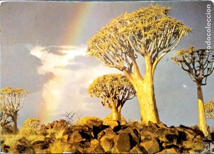 Postcards: Vista con &aacute;rboles t&iacute;picos de la Rep. Sudafricana. Usada con sellos. Color