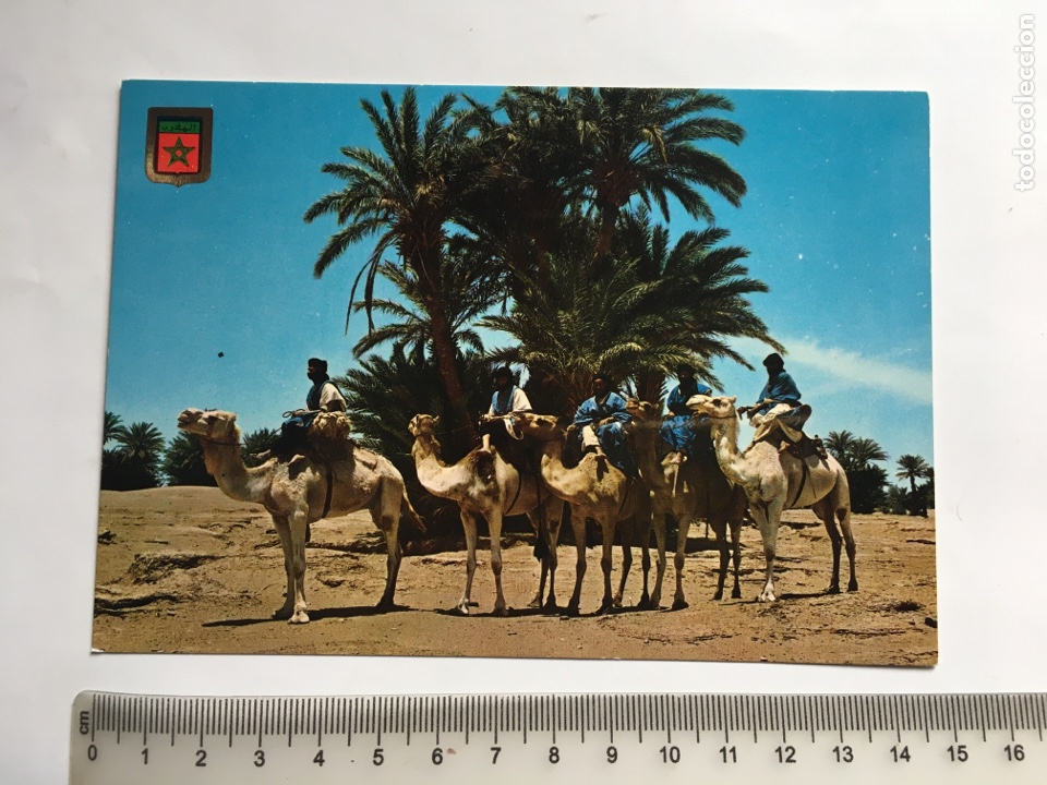 Postcards: POSTAL. MARRUECOS T&Iacute;PICO. CARAVANA DE MEHARISTAS DE M&rsquo; HAMID. ESCUDO DE ORO. EDICIONES FISA.