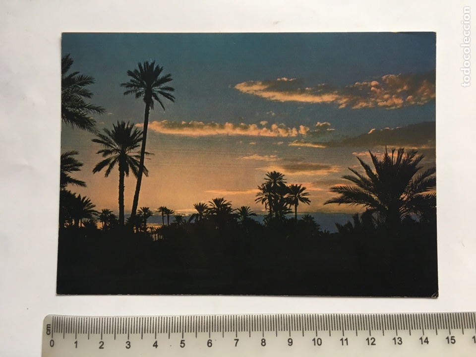 Postcards: POSTAL. MAROC PITTORESQUE. COUCHER DE SOLEIL DANS LA PALMERAIE. PHOTO ITTAH.