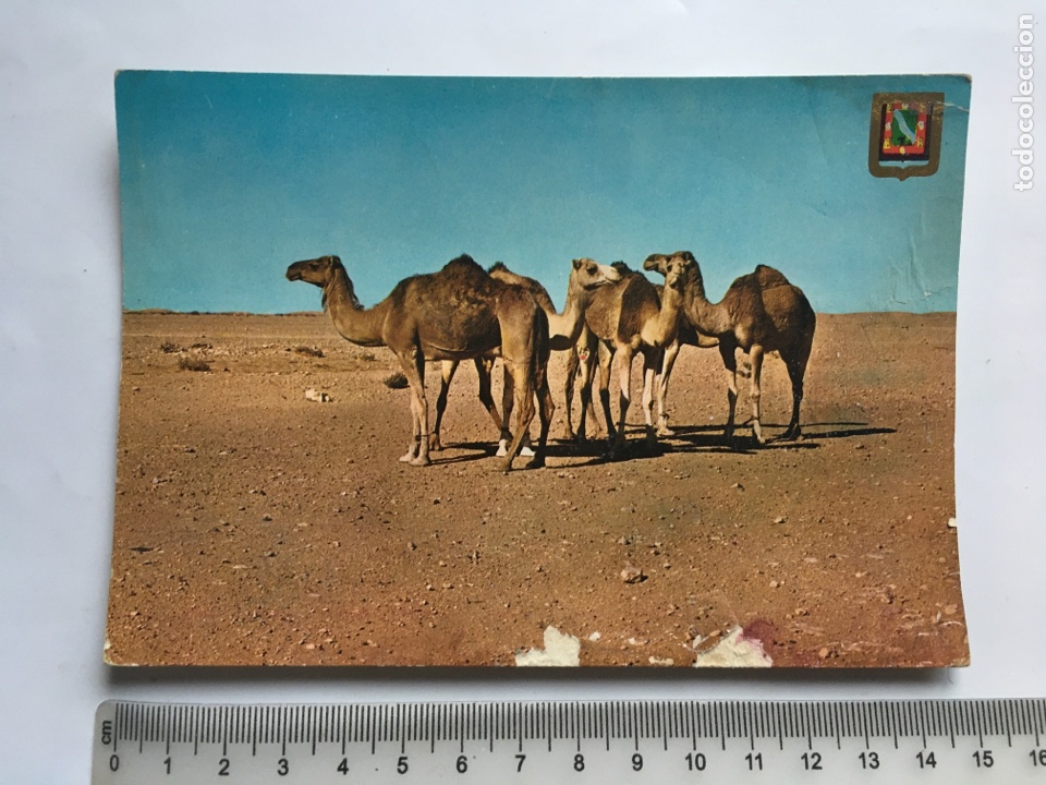 Postcards: POSTAL. AAIUN. SAHARA ESPA&Ntilde;OL. CAMELLOS EN EL DESIERTO. ESCUDO DE ORO. EDICIONES FISA.
