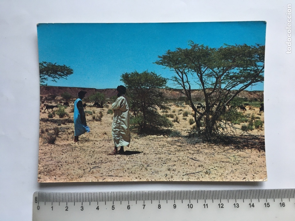 Postcards: POSTAL. SAHARA. GANADO PASTANDO. COLECCI&Oacute;N LAS AFORTUNADAS.