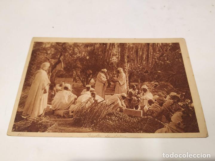 Postales: MARRUECOS - POSTAL RECOLTE DE DATTES - Foto 1
