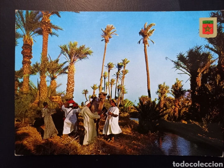 Postkarten: Postal de. Marruecos. Camellos en oasis.