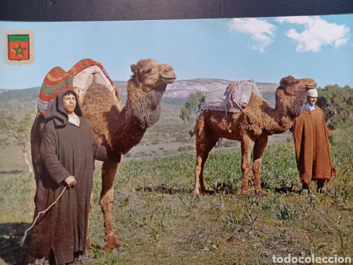 Postales: Postal de. Tanger. Camellos. - Foto 1