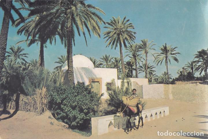 Postales: TUNEZ. GABES, OASIS. - Foto 1