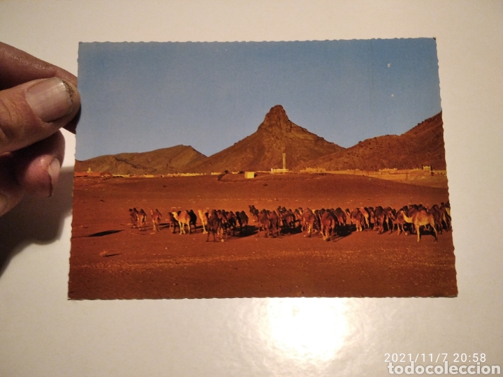 Postales: Postal Maroc, Zagora camellos - Foto 1